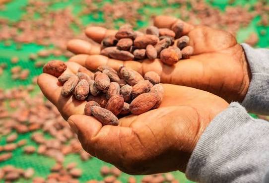 El Poder Cientifico del Cacao