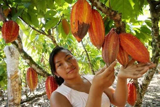 Cacao Amazonico Puro de San Martin